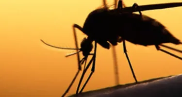 Remedios naturales para las picaduras de mosquitos y otros insectos