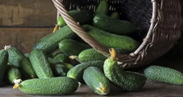 Las propiedades del pepino