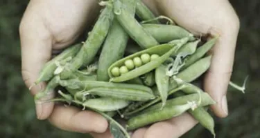 Todo lo que necesitas saber sobre los guisantes