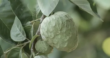 La chirimoya: propiedades y consejos