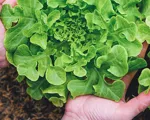 Tipos de lechuga: ¿conoces las distintas variedades de ensalada?