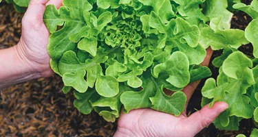 Tipos de lechuga: ¿conoces las distintas variedades de ensalada?