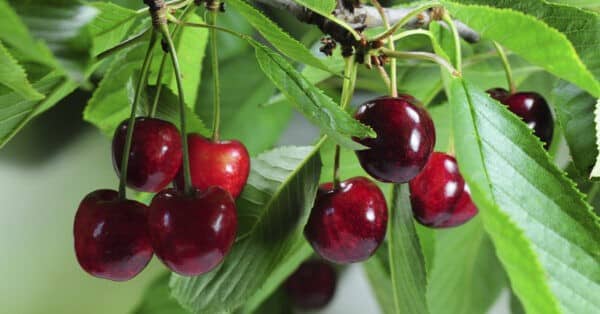 ¿Sabías que las cerezas tienen muchos nutrientes y pocas calorías? Arla