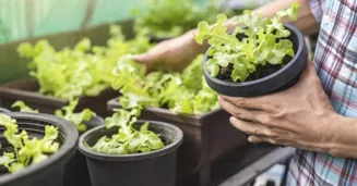 Tipos de lechuga para ensaladas y hamburguesas Arla