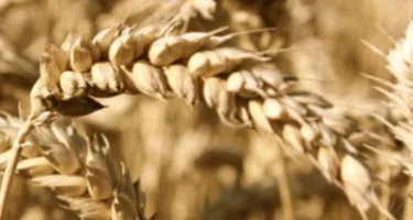 Trigo: sus efectos cutáneos