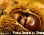 Parque Natural del Montseny, en Cataluña