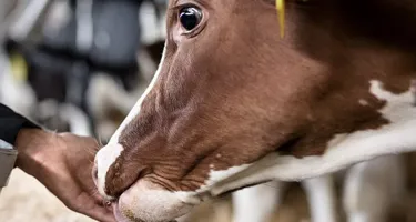 ¿Tienen fundamento las críticas hacia la leche?
