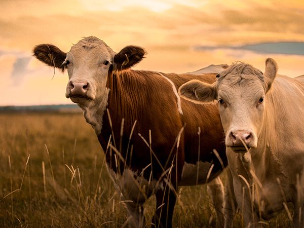 ¿Qué importancia tiene la trazabilidad alimentaria para el consumidor?