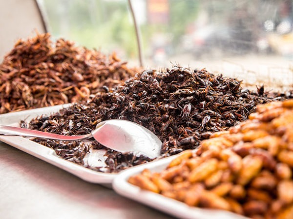 Comer insectos como fuente de proteínas Arla
