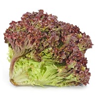 Hoja de Roble