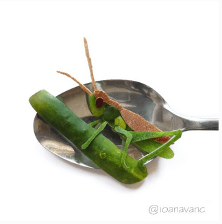 Food Art o Arte Comestible Arla