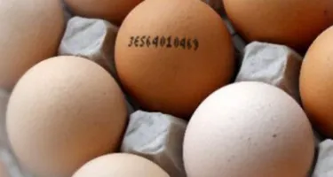 Determinar la frescura y la calidad de los huevos