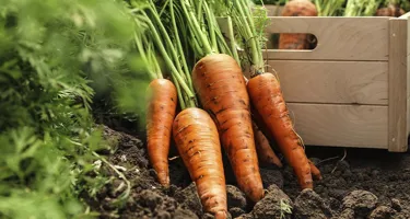 ¿Por qué son buenas las zanahorias?