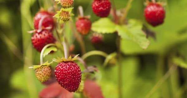Fresas del bosque