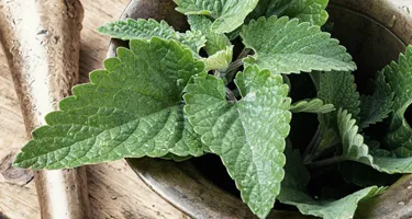 La hierbabuena en la cocina: cómo combinarla