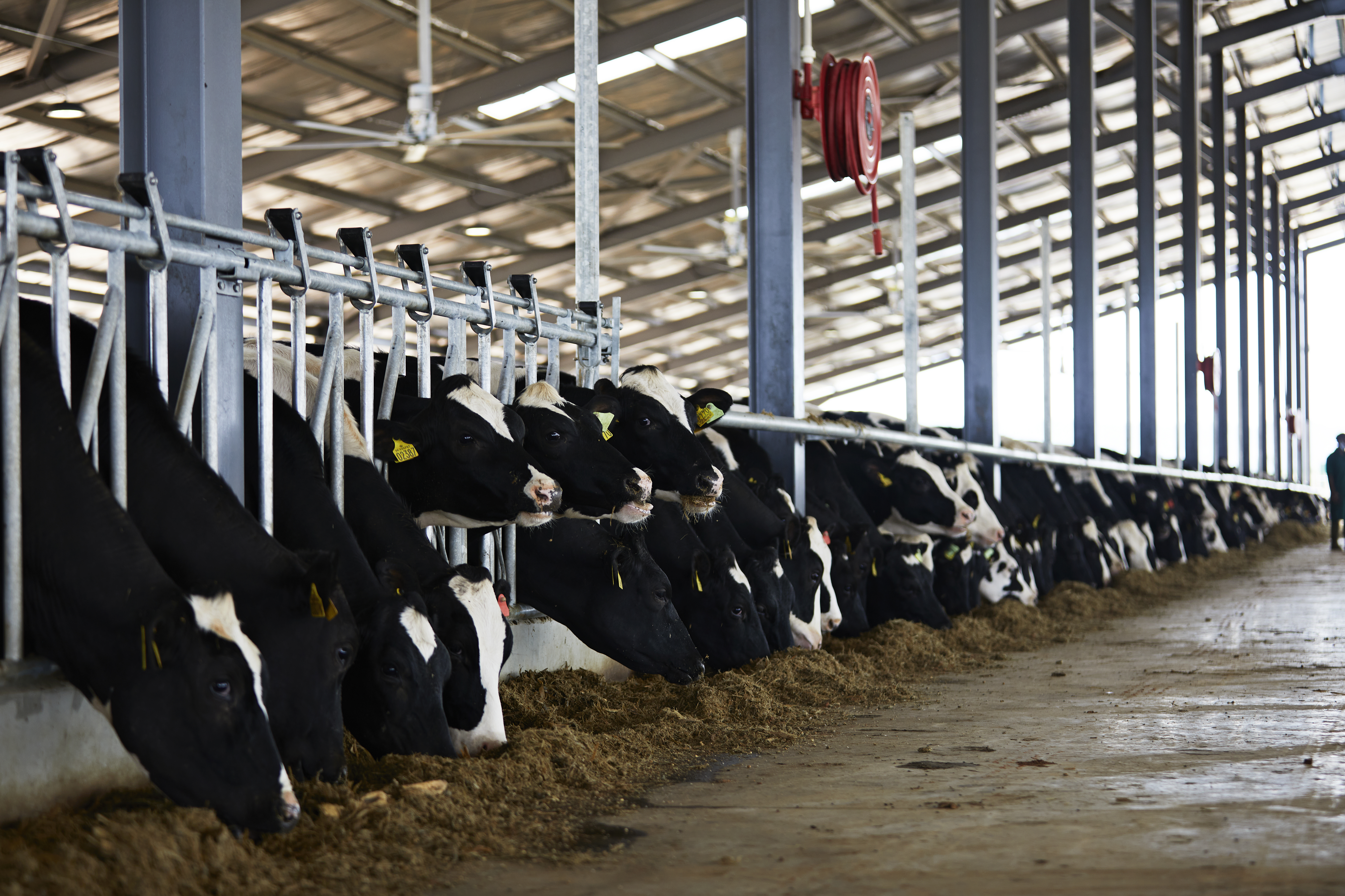 Arla Dairy Development Newsletter