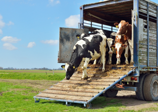 Q2 2026 - Arla Dairy Development Newsletter (Issue 11) (1)