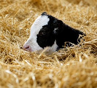 Q2 2026 - Arla Dairy Development Newsletter (Issue 11) (2)
