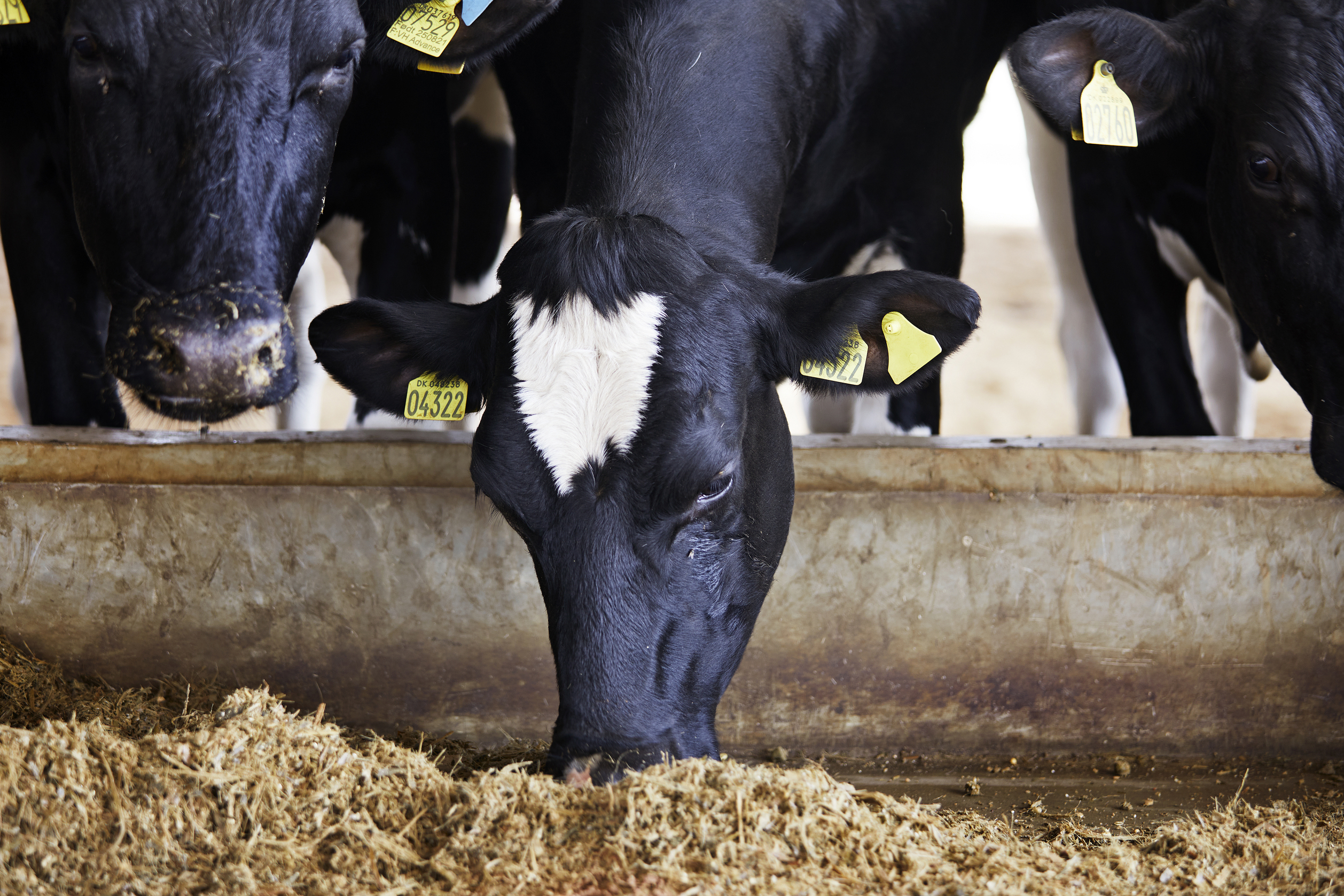 ArlaFarm_Nigeria_opening_V79_40 (1)