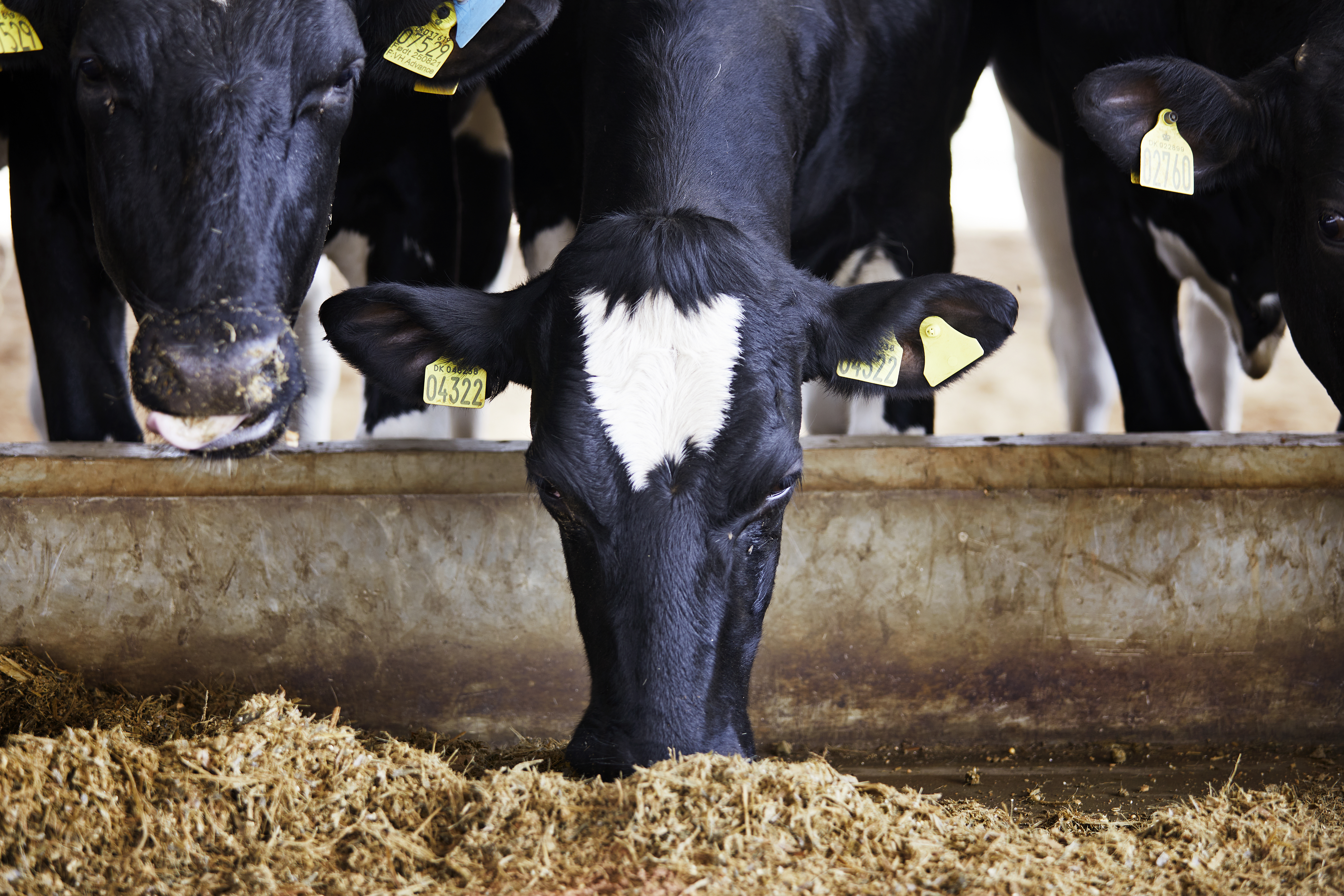 Arla Dairy Development Newsletter