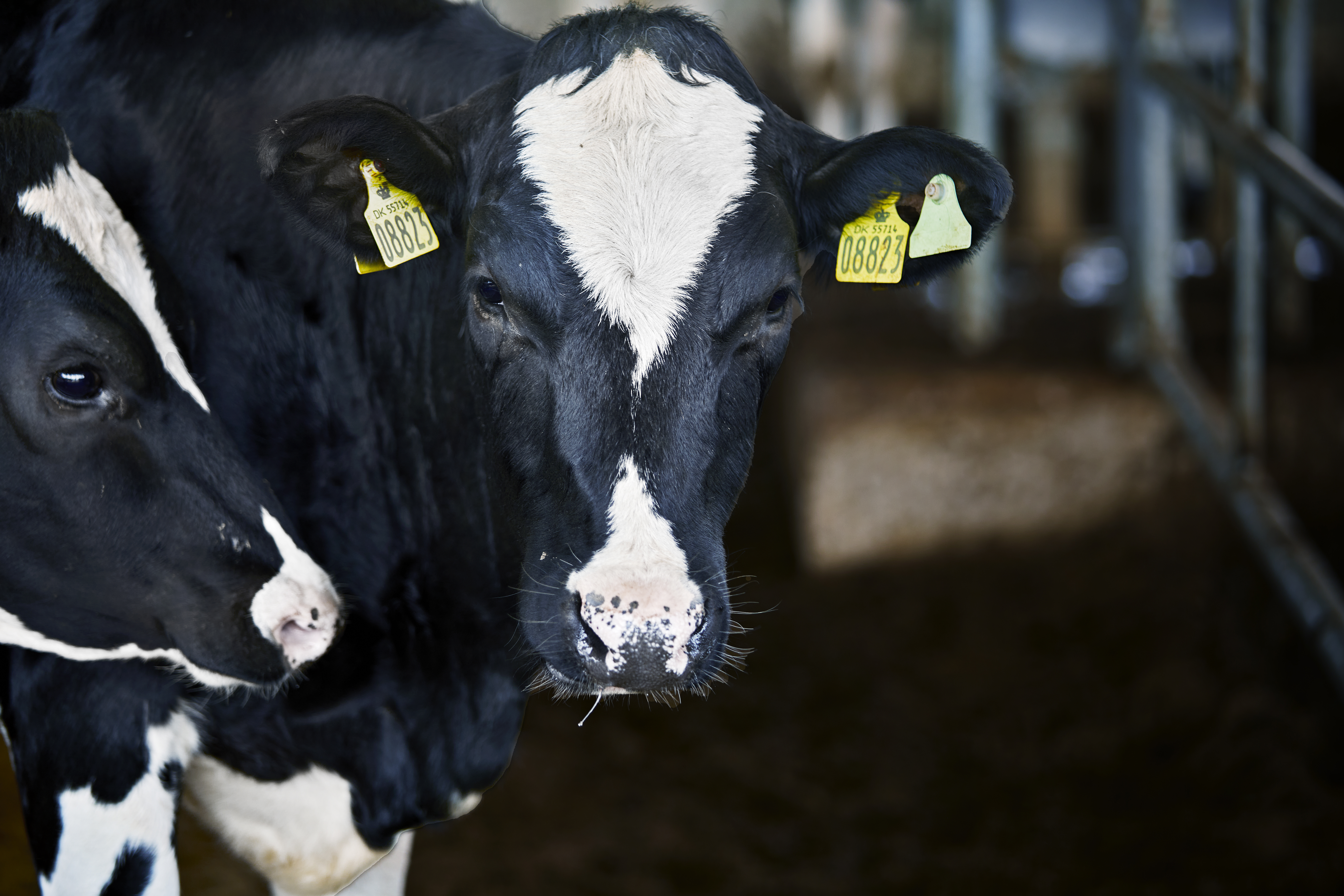 Arla Dairy Development Newsletter