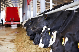 ArlaFarm_Nigeria_opening_V77_40 (1)