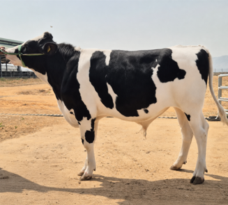 Q2 2026 - Arla Dairy Development Newsletter (Issue 11) (3)