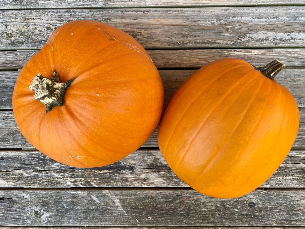 PNG_Version-Halloween græskar