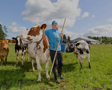 Lähitilan maitoa Uudeltamaalta tuottavat laiduntavat lehmät