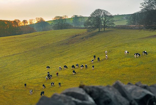 https://cdb.arla.com/api/assets/arla-pro-uk/01.jpg