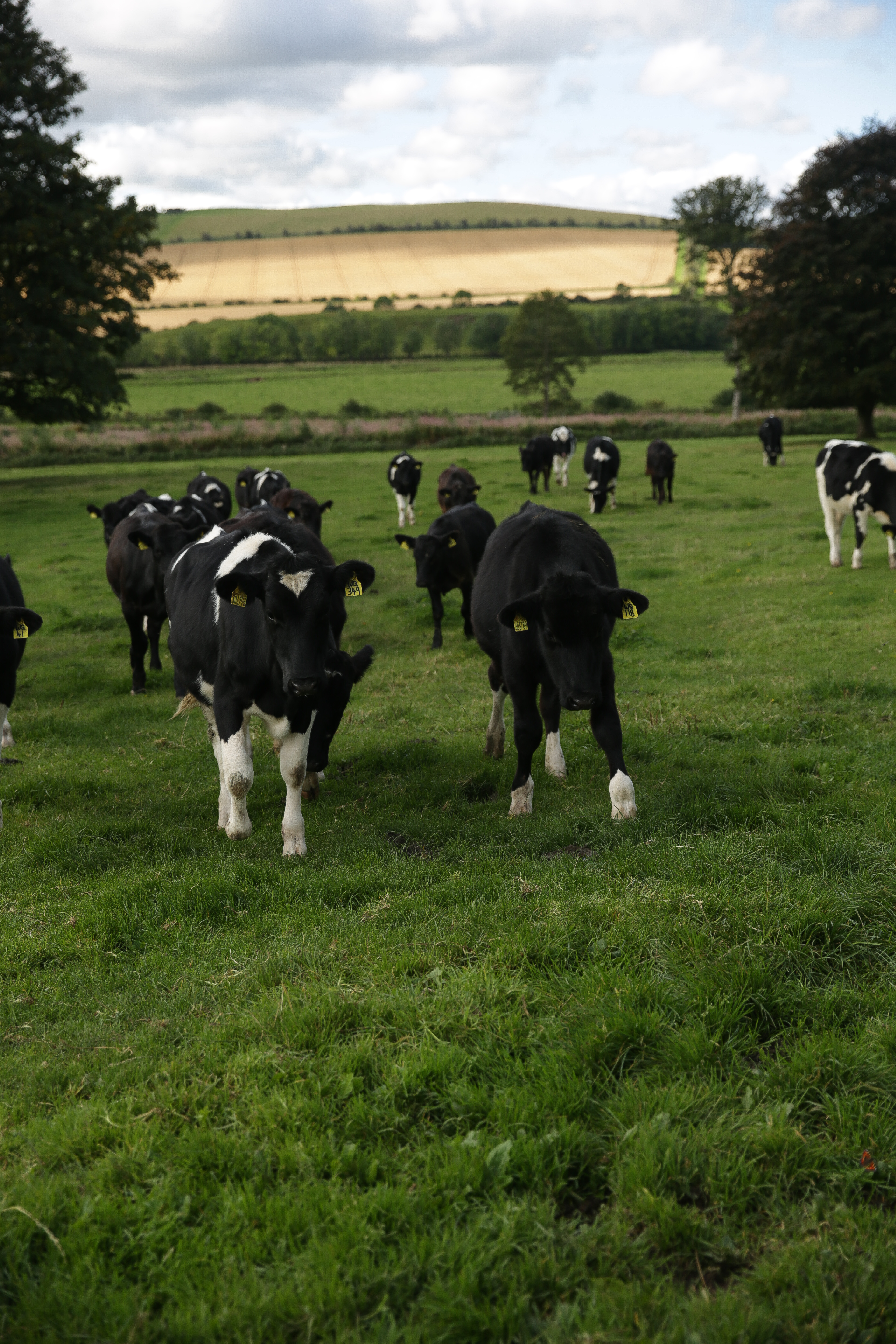 https://cdb.arla.com/api/assets/arla-pro-uk/8v7a4655.jpg