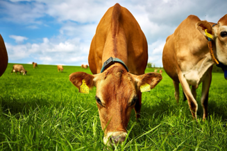 https://cdb.arla.com/api/assets/arla-pro-uk/billede3.png