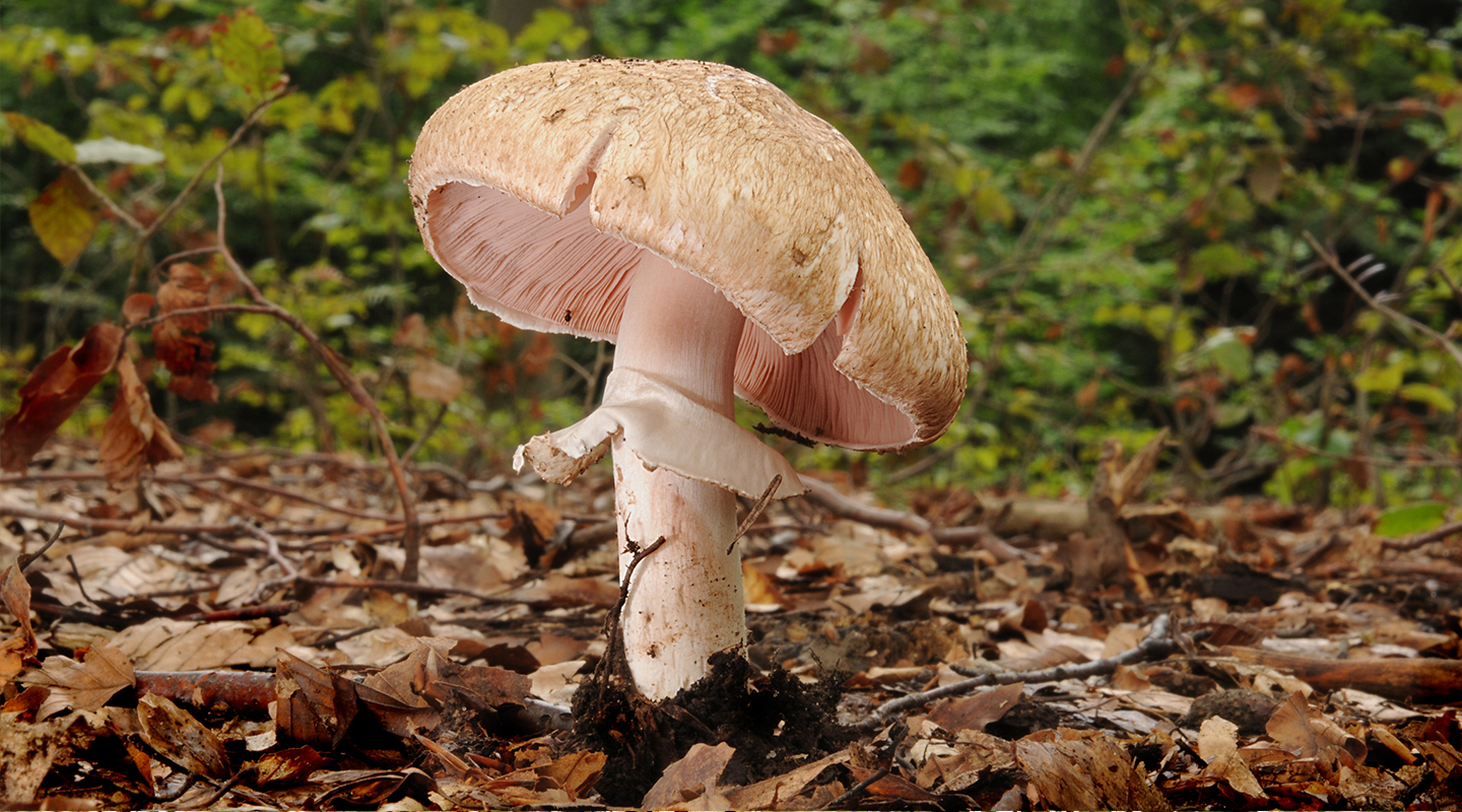 Skogschampinjon_1440x800