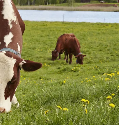 Färsk svensk mjölk från Arla – med extra omsorg om kor och klimat. Foto: Arla
