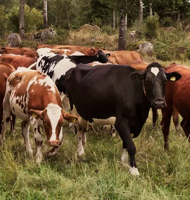 Arlas klimatmål godkänns av initiativet Science Based Targets