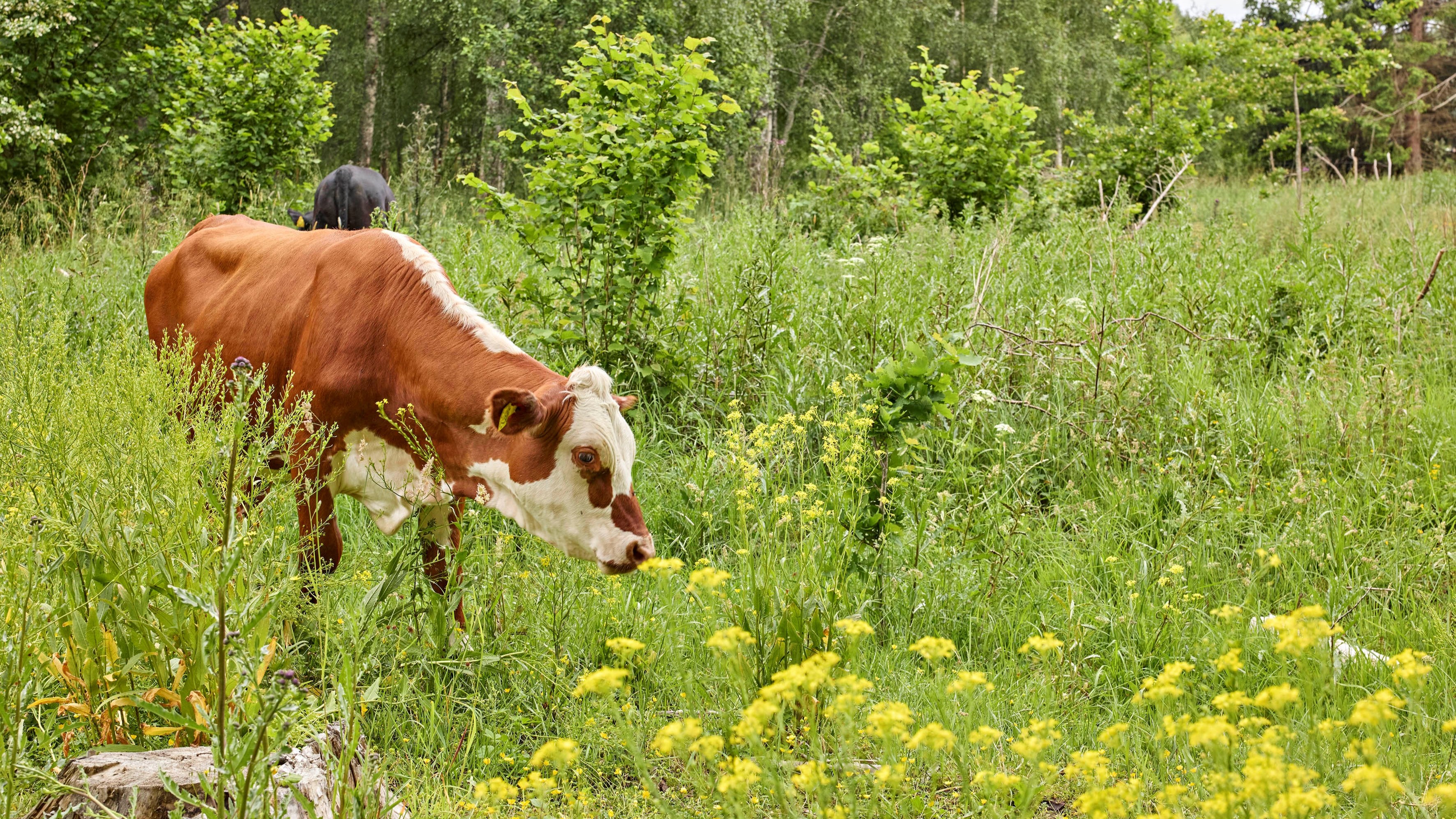 Naturbetesmarker hör till Sveriges mest artrika miljöer. När de växer igen försvinner viktiga livsmiljöer för växter, insekter och fåglar. Foto: Arla
