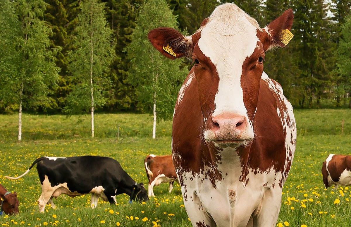 Svenska Arlabönder får 23,66 öre per kilo mjölk i efterlikvid. Foto Arla.
