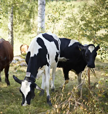 Virtuella stängsel kan rädda Sveriges naturbetesmarker. I ett projekt på Arlas innovationsgård agerar tjugo kvigor naturvårdare när de betar i de igenvuxna hagarna. Foto: Arla