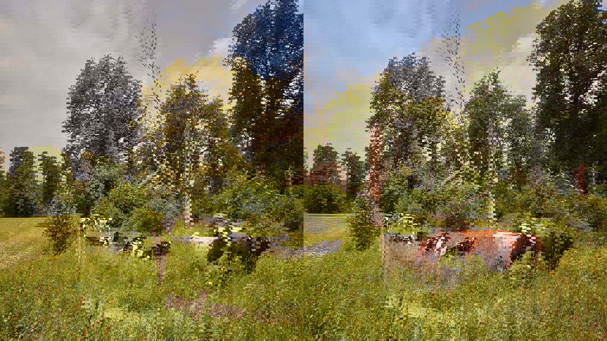 Ökad biologisk mångfald genom återskapad naturbetesmark 