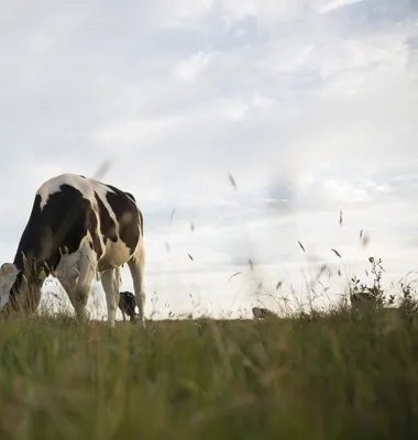 Arla vill bidra till förändring och skapa en ännu mer hållbar livsmedelskedja tillsammans med branschen. Foto: Arla.