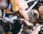 Svampguide – ätbara svampar du hittar i skogen