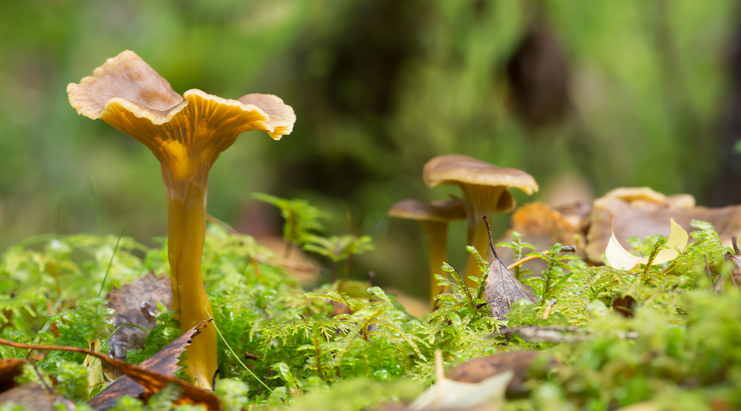 Trattkantarell_1440x800