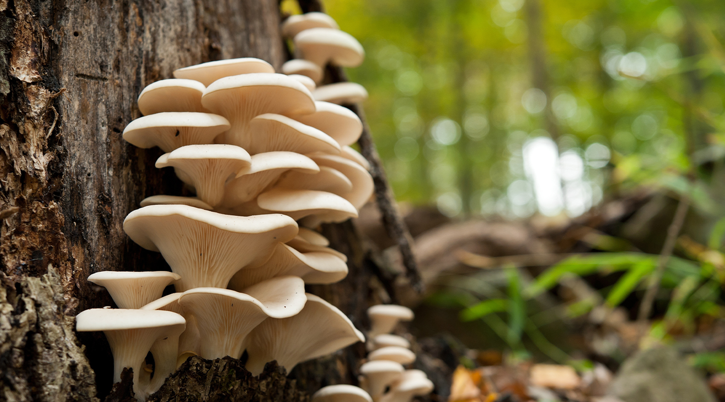 Ostronskivling_1440x800