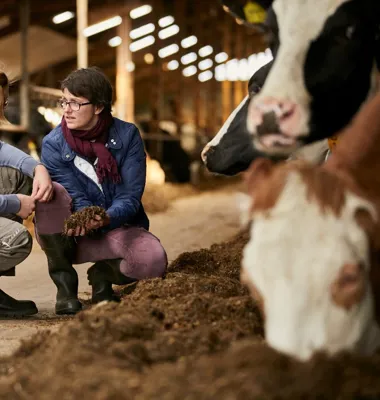Lyckat pilotprojekt för att minska metanusläppen från korna med 30 procent. Bild: Arla.