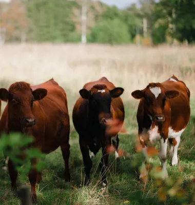 Tillökning i Arlafamiljen. Kooperativet växer med cirka 1 100 mjölkande kor. Foto: Arla