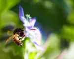 Biologisk mångfald – vad är det?