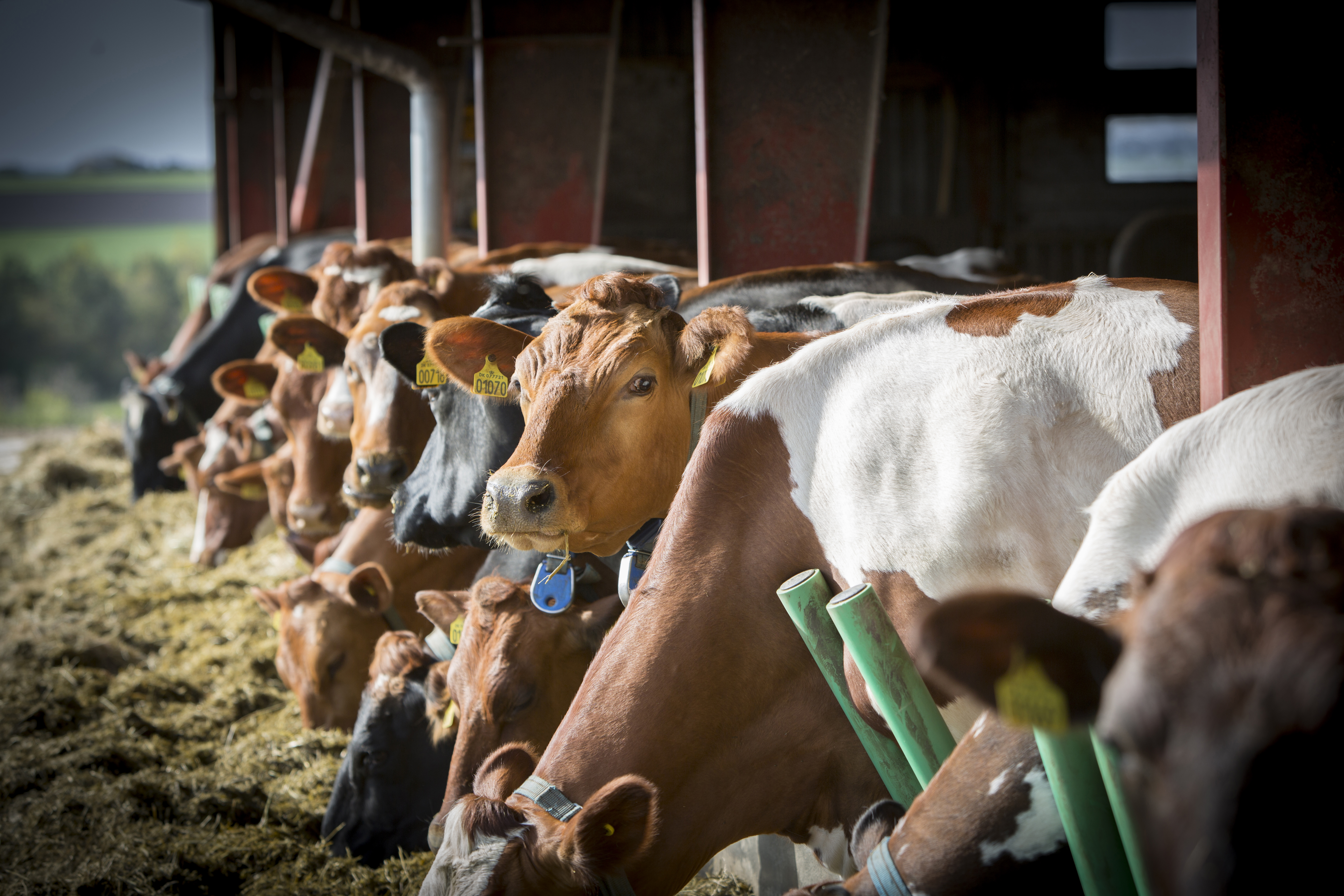 Uppdateringen ska ge fler bönder möjlighet att ta nästa steg i hållbarhetsarbetet, oavsett gårdens storlek eller förutsättningar. Foto: Arla