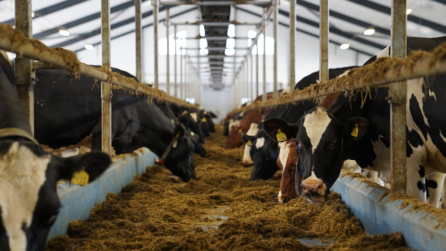 finngarne-2-1440x810