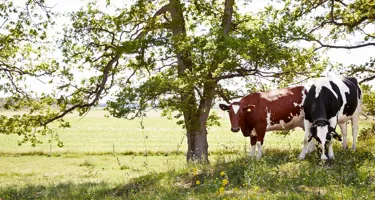 Bästa vädret om en ko får välja