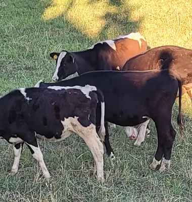 Familjen Stuhre driver en mindre mjölkgård i Malghult i Oskarshamns kommun. Foto: Privat